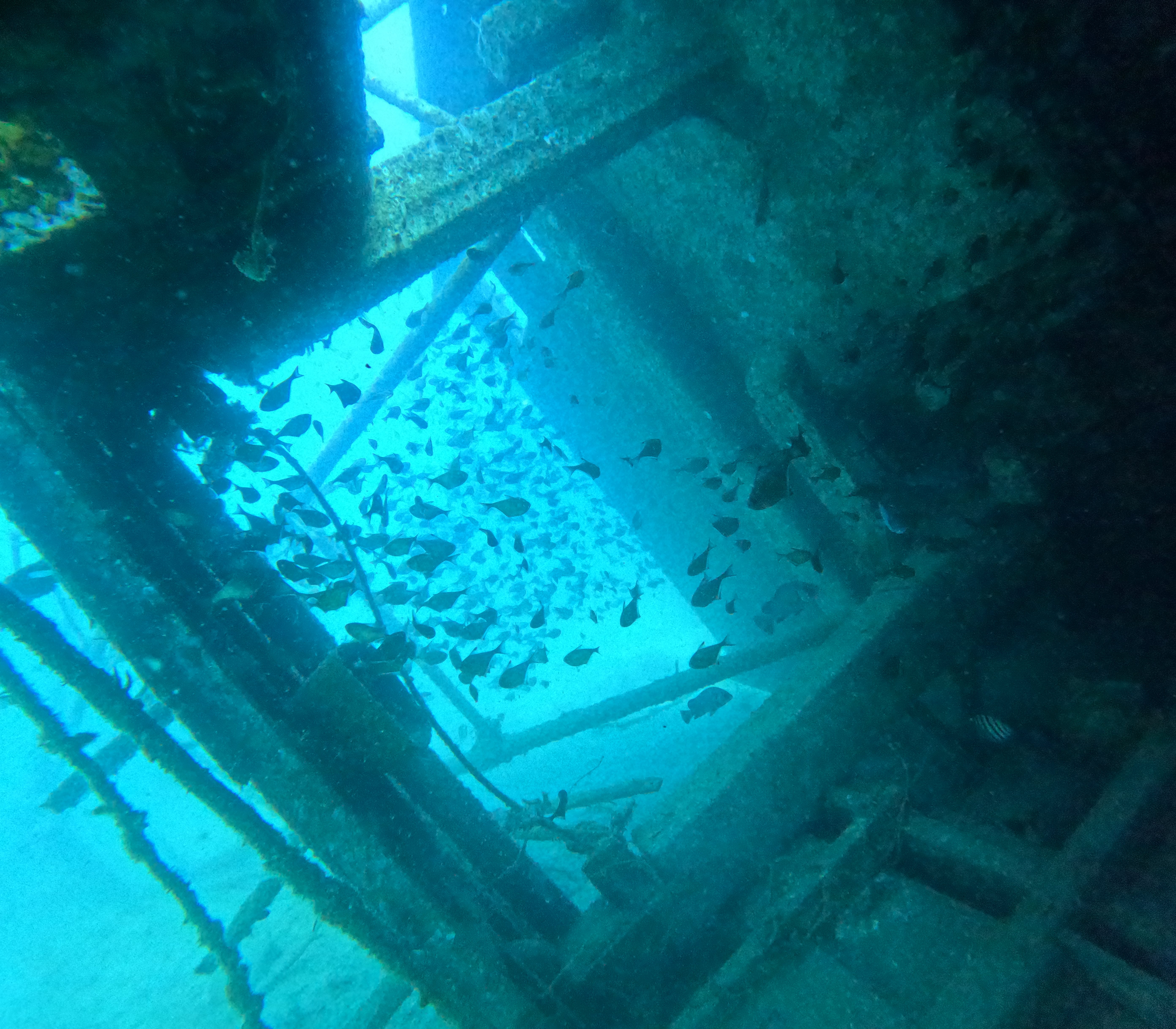 Scuba Diving